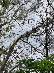 Pteropus poliocephalus