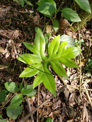 Doryopteris concolor