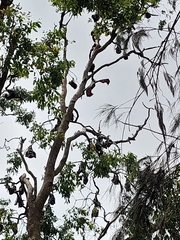 Pteropus poliocephalus