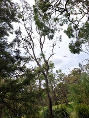 Pteropus poliocephalus