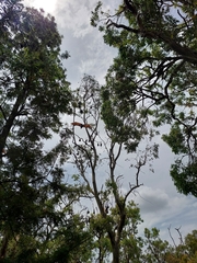 Pteropus poliocephalus