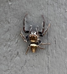 Opisthoncus quadratarius