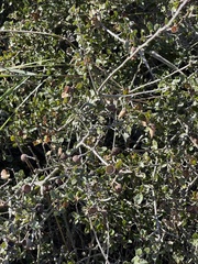 Quercus dumosa
