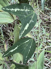 Decaloba