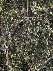Quercus dumosa