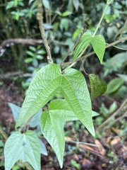 Passiflora capsularis