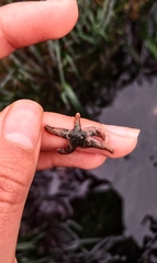 Leptasterias hexactis