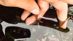 Leptasterias hexactis