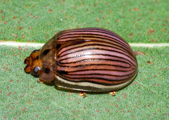 Paropsisterna insignita