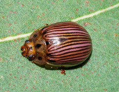 Paropsisterna insignita