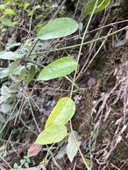 Passiflora auriculata