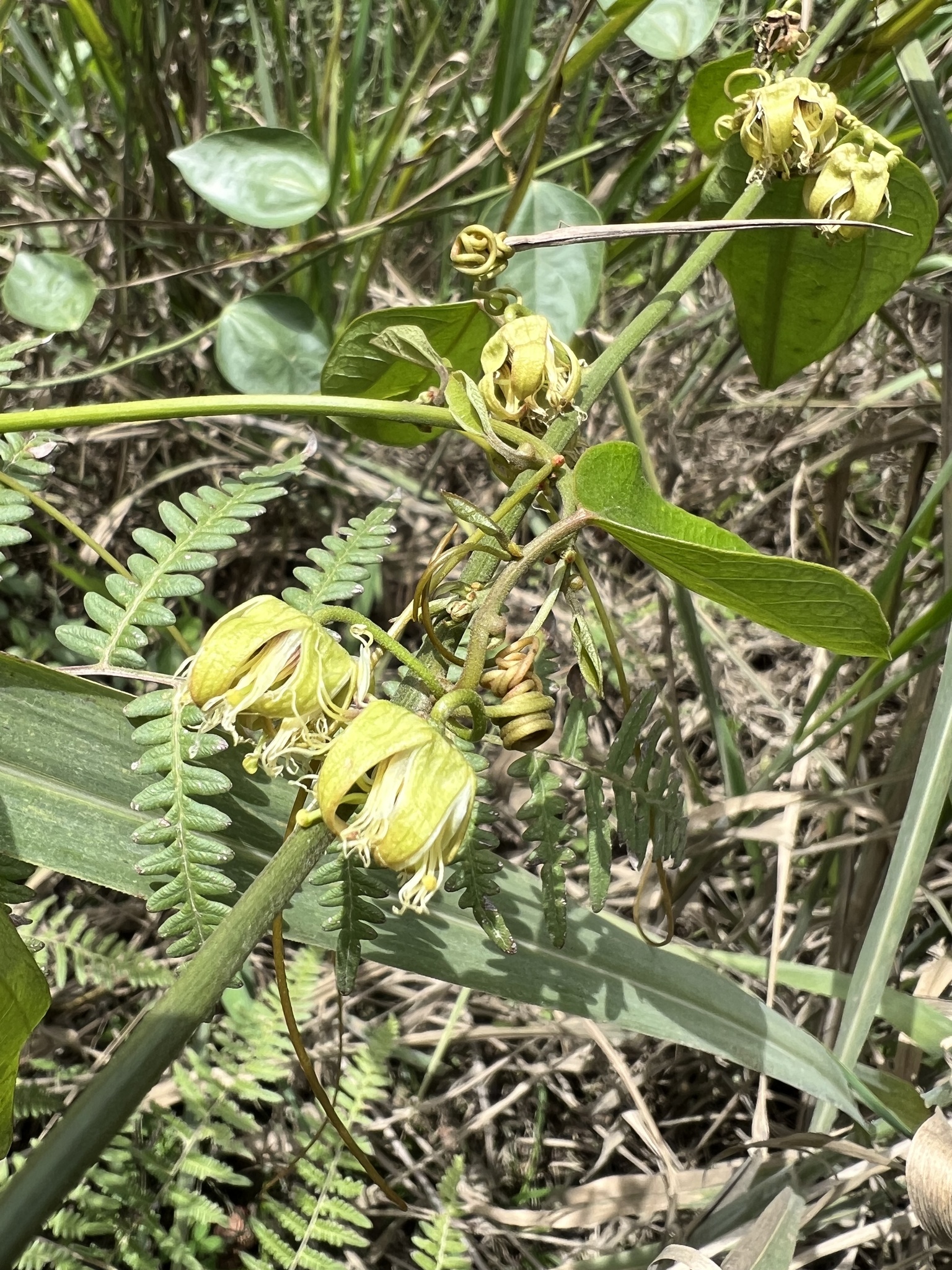 Passiflora auriculata image
