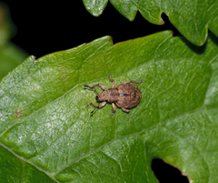 Strophosoma melanogrammum