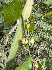 Passiflora auriculata