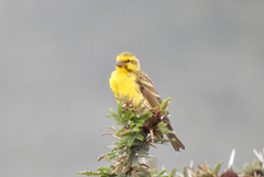 Crithagra dorsostriata