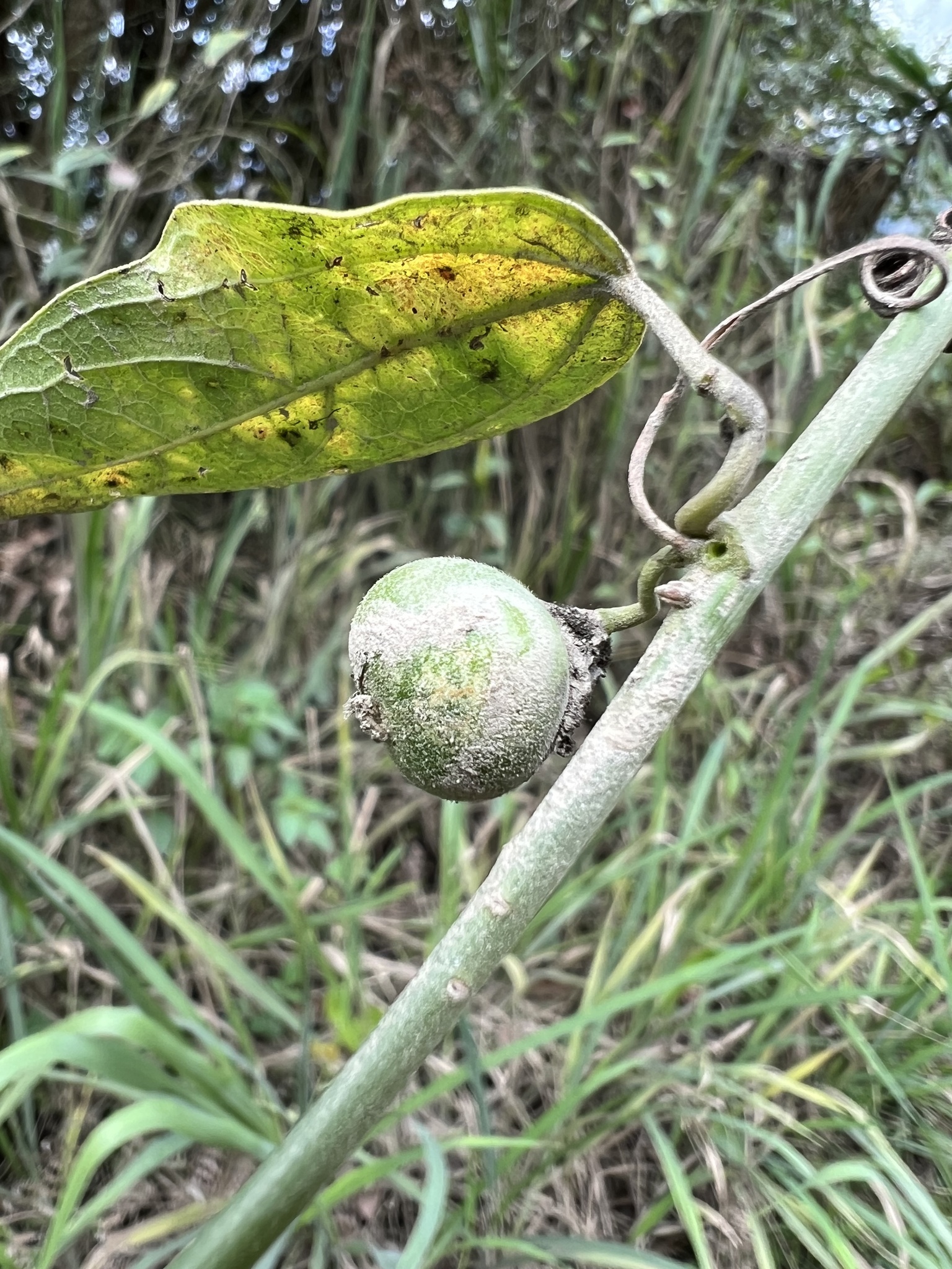 Passiflora auriculata image