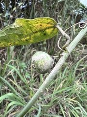 Passiflora auriculata