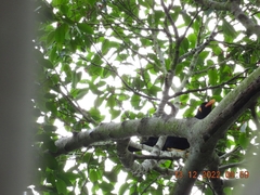 Gracula religiosa
