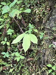 Passiflora macrophylla
