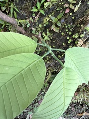 Passiflora macrophylla