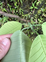 Passiflora macrophylla