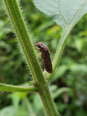 Oncometopia facialis