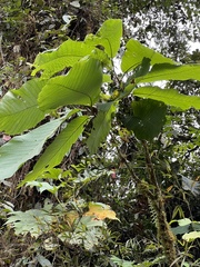 Passiflora macrophylla