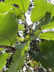 Passiflora macrophylla