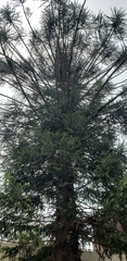 Araucaria angustifolia