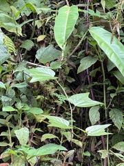 Passiflora capsularis