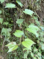 Passiflora capsularis