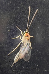 Brachycyrtus