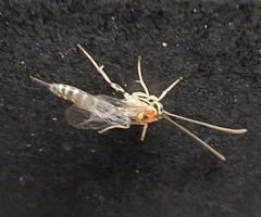 Brachycyrtus