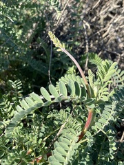Astragalus nuttallii