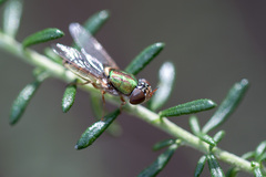 Odontomyia