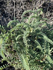 Astragalus nuttallii