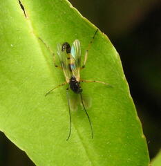 Tanypodinae