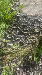 Trametes versicolor