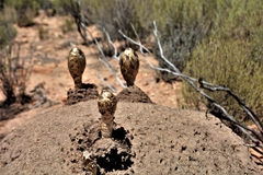 Podaxis