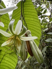Passiflora macrophylla