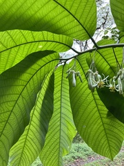 Passiflora macrophylla
