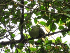 Treron curvirostra