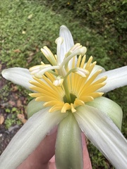 Passiflora macrophylla