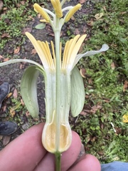 Passiflora macrophylla