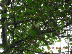 Treron curvirostra