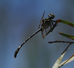 Austrogomphus cornutus