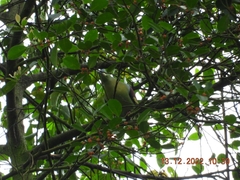Treron curvirostra