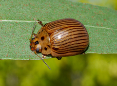 Paropsisterna intacta