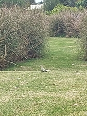 Nymphicus hollandicus