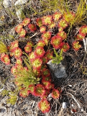 Drosera xerophila